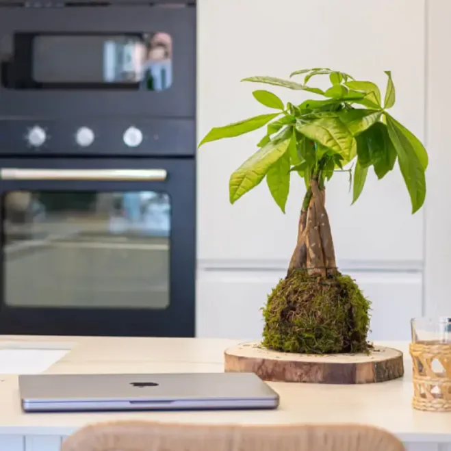 Comprar Kokedama Pachira en Barcelona | Kokedamas