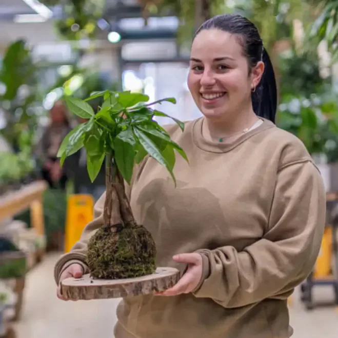 Comprar Kokedama Pachira en Barcelona | Kokedamas