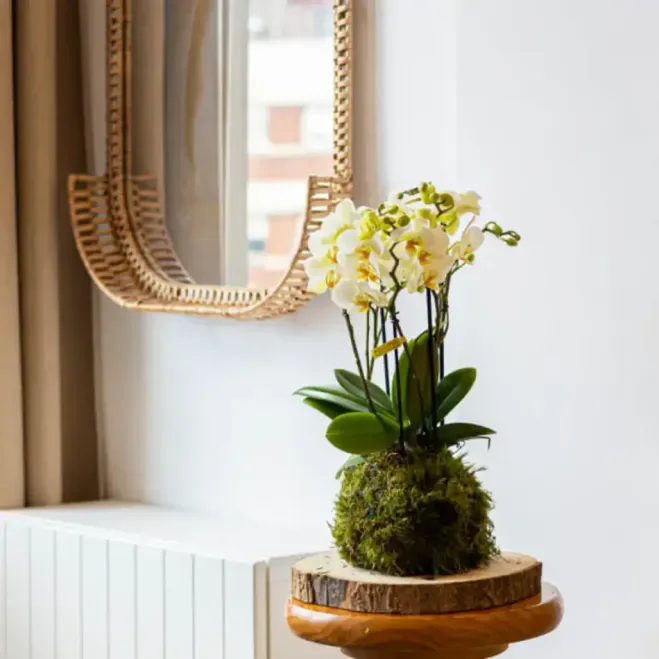 Comprar Kokedama Mini Phalaenopsis  en Barcelona | Kokedamas