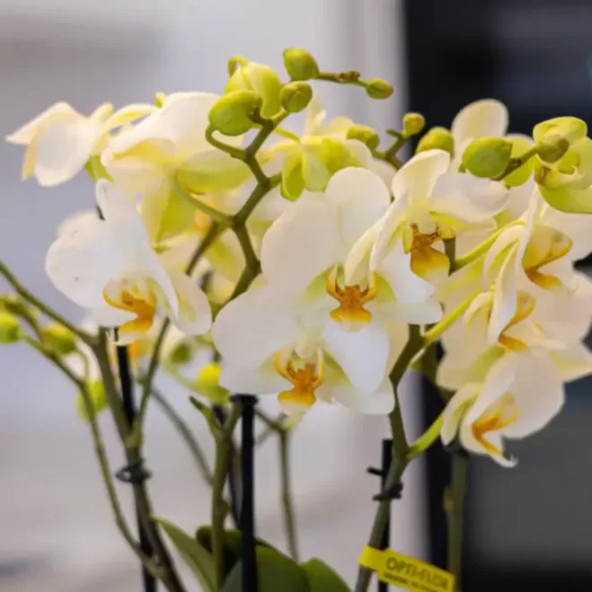 Comprar Kokedama Mini Phalaenopsis  en Barcelona | Kokedamas