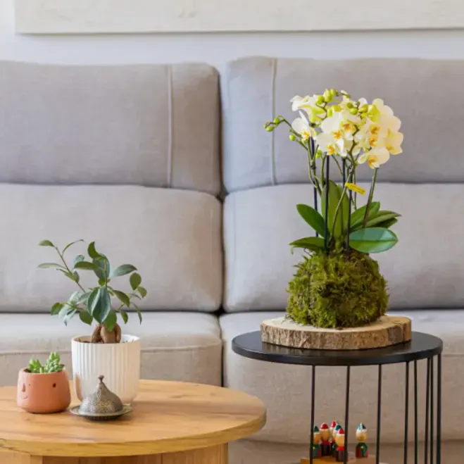 Comprar Kokedama Mini Phalaenopsis  en Barcelona | Kokedamas