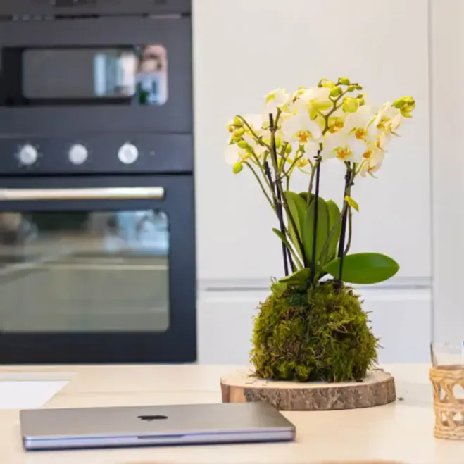 Comprar Kokedama Mini Phalaenopsis  en Barcelona | Kokedamas