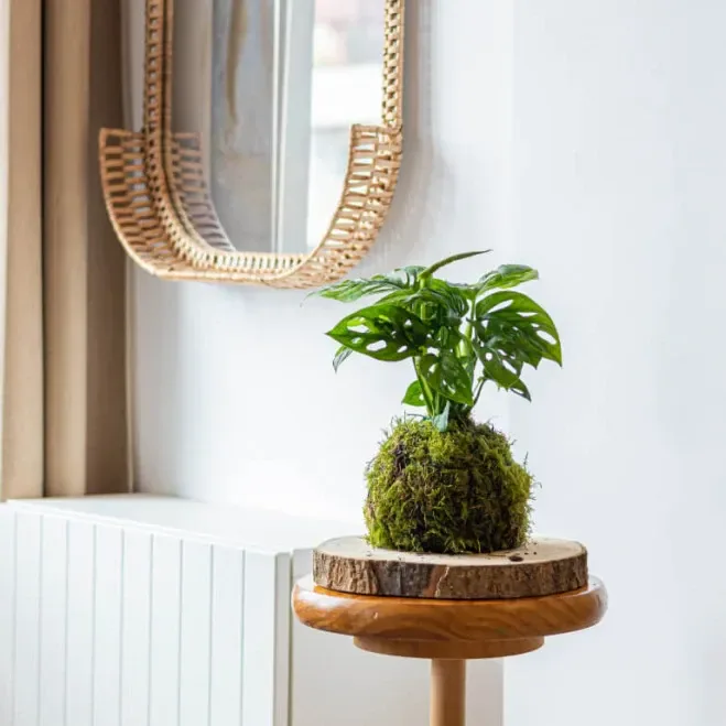 Comprar Kokedama Andsansonii en Barcelona | Kokedamas