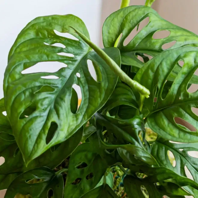 Comprar Kokedama Andsansonii en Barcelona | Kokedamas