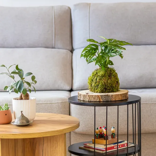 Comprar Kokedama Andsansonii en Barcelona | Kokedamas
