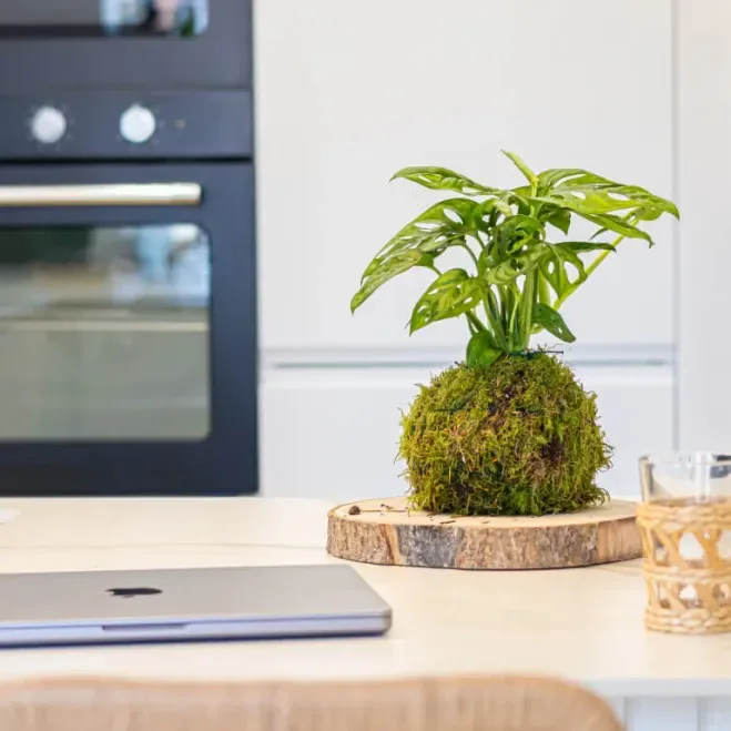 Comprar Kokedama Andsansonii en Barcelona | Kokedamas