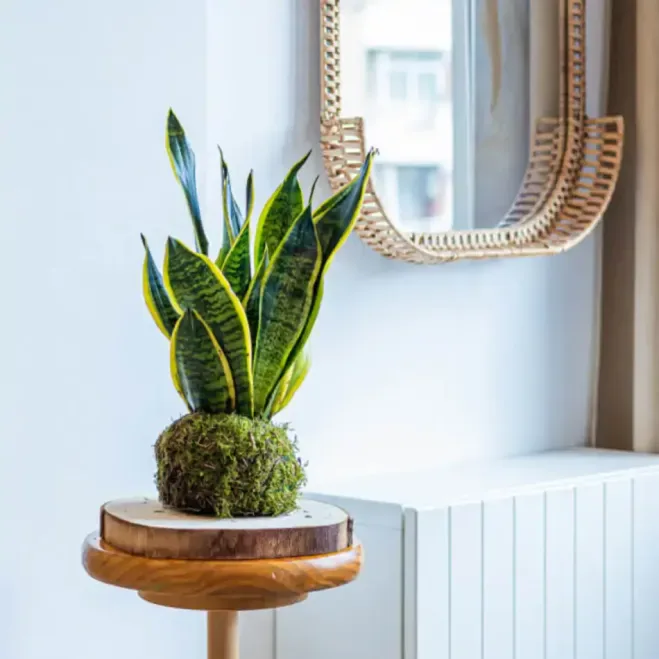 Comprar Kokedama Sansiviera en Barcelona | Kokedamas