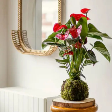Kokedama anthurium vermell 2