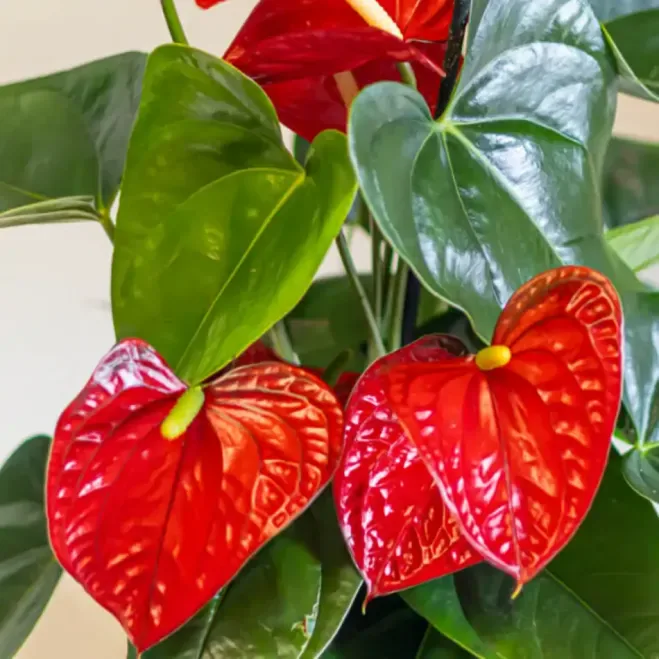 Comprar Kokedama Anthurium Rojo en Barcelona | Kokedamas