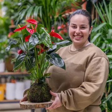 Kokedama anthurium vermell