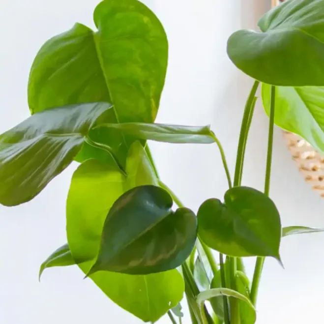 Comprar Kokedama Monstera en Barcelona | Kokedamas