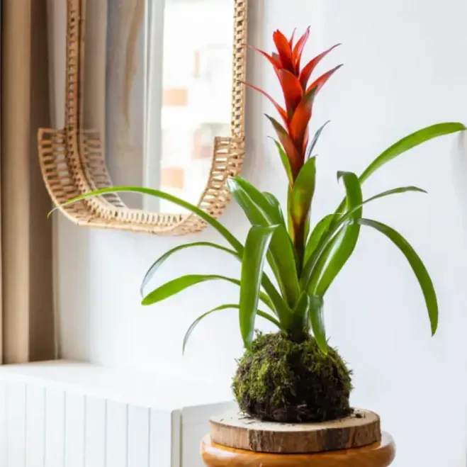 Comprar Kokedama Guzmania en Barcelona  | Kokedamas