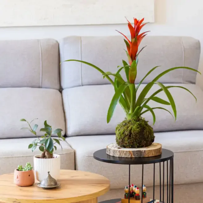 Comprar Kokedama Guzmania en Barcelona  | Kokedamas