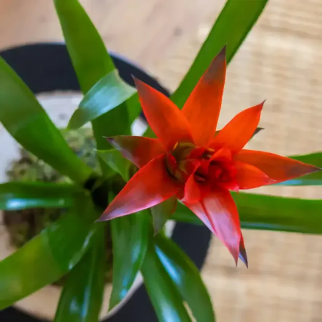 Comprar Kokedama Guzmania en Barcelona  | Kokedamas