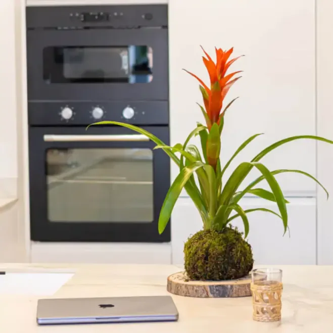 Comprar Kokedama Guzmania en Barcelona  | Kokedamas
