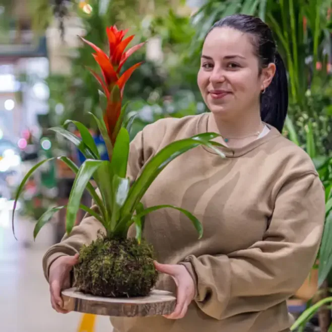 Comprar Kokedama Guzmania en Barcelona  | Kokedamas