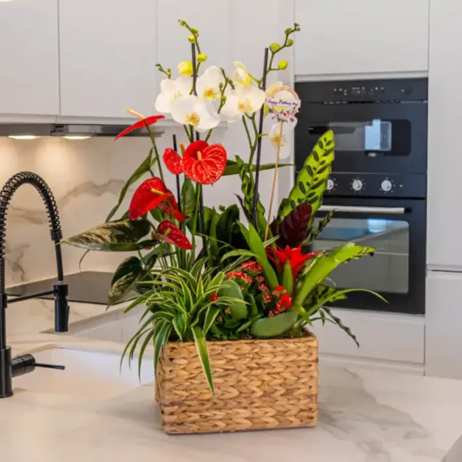 Compra Grup de Plantes Elegant a Barcelona | Grups de Plantes