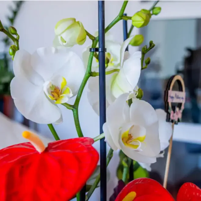 Compra Grup de Plantes Elegant a Barcelona | Grups de Plantes