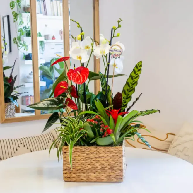 Comprar Grupo de Plantas Elegante en Barcelona | Grupos de Plantas