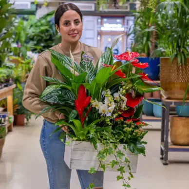 Compra Caja Jardín Natural en Barcelona | Grupos de Plantas