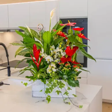 Compra Caja Jardín Natural en Barcelona | Grupos de Plantas 2