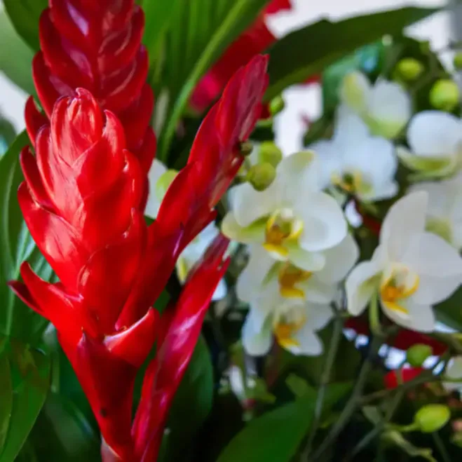 Compra Caja Jardín Natural en Barcelona | Grupos de Plantas