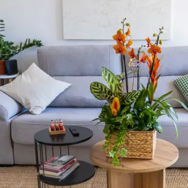Compra Grup de Plantes Exuberant a Barcelona | Grups de Plantes 2
