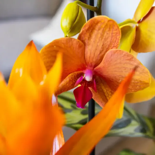 Comprar Grupo de Plantas Exuberante en Barcelona | Grupos de Plantas