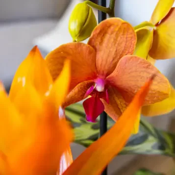 Compra Grup de Plantes Exuberant a Barcelona | Grups de Plantes