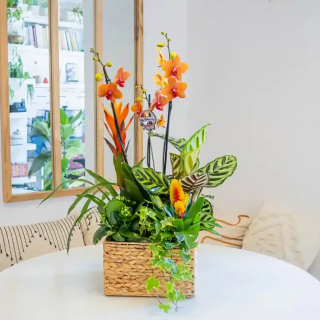 Comprar Grupo de Plantas Exuberante en Barcelona | Grupos de Plantas