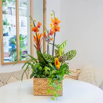 Compra Grup de Plantes Exuberant a Barcelona | Grups de Plantes