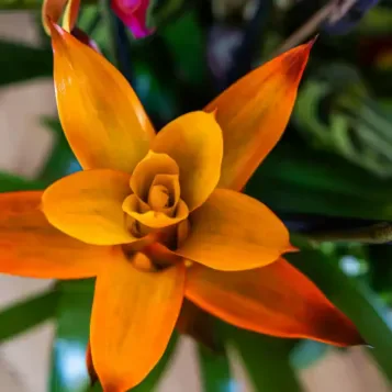Compra Grup de Plantes Exuberant a Barcelona | Grups de Plantes