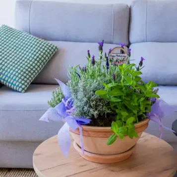 Compra Composició de Plantes Aromàtiques a Barcelona | Grups de Plantes