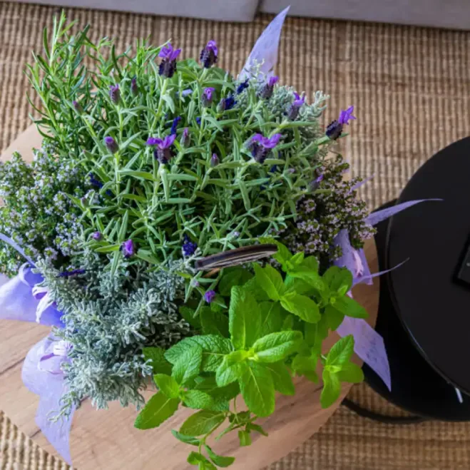 Comprar Composición de Plantas Aromáticas en Barcelona | Grupos de Plantas