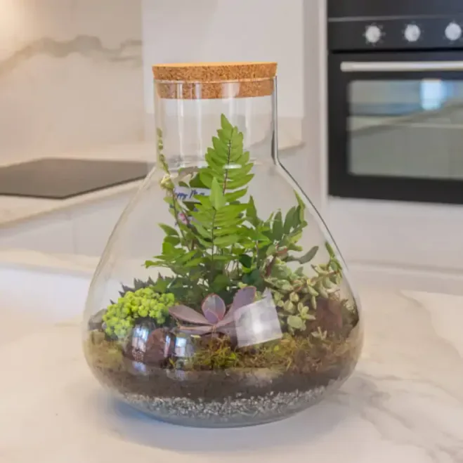 Comprar Terrario Karim en Barcelona | Terrarios de Plantas