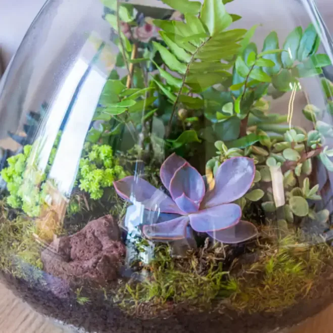 Comprar Terrario Karim en Barcelona | Terrarios de Plantas