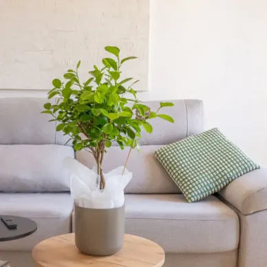 Ficus Moclame 2