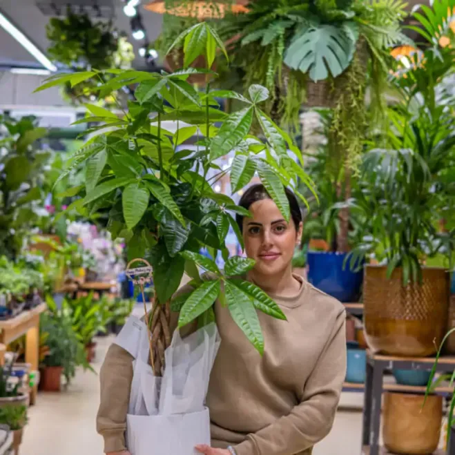 Compra Patxira Aquàtica a Barcelona | Plantes d'Interior