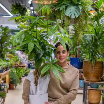 Compra Patxira Aquàtica a Barcelona | Plantes d'Interior