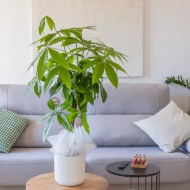 Compra Patxira Aquàtica a Barcelona | Plantes d'Interior 2