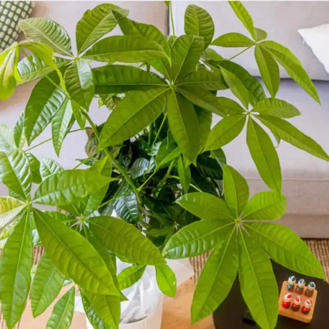 Compra Patxira Aquàtica a Barcelona | Plantes d'Interior
