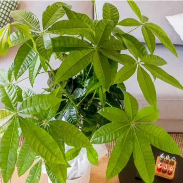 Compra Patxira Aquàtica a Barcelona | Plantes d'Interior