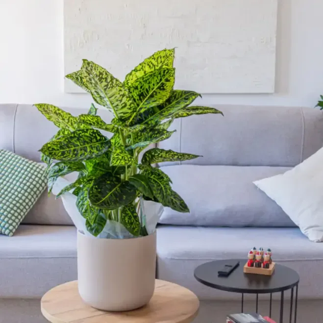 Comprar Diaffembaccia Reflector en Barcelona | Plantas de Interior