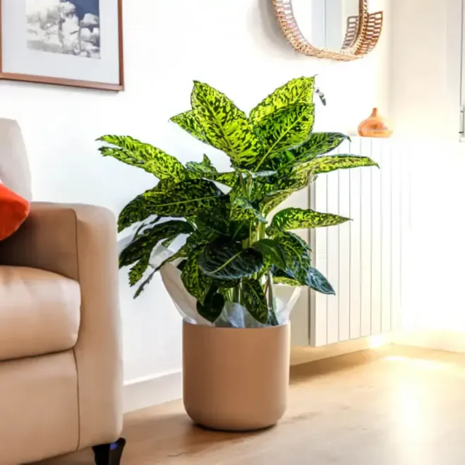 Comprar Diaffembaccia Reflector en Barcelona | Plantas de Interior