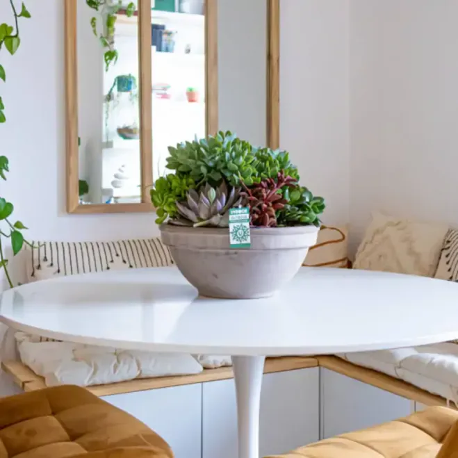 Comprar Terrario Crassbowl en Barcelona | Terrarios de Plantas