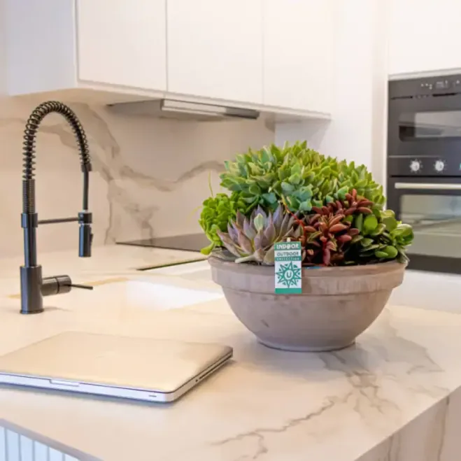 Comprar Terrario Crassbowl en Barcelona | Terrarios de Plantas