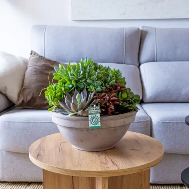 Comprar Terrario Crassbowl en Barcelona | Terrarios de Plantas