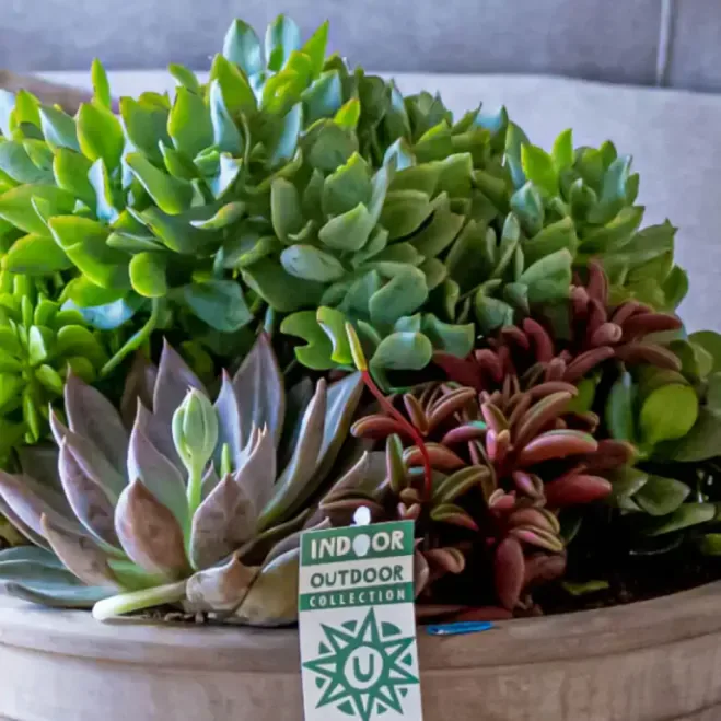 Comprar Terrario Crassbowl en Barcelona | Terrarios de Plantas