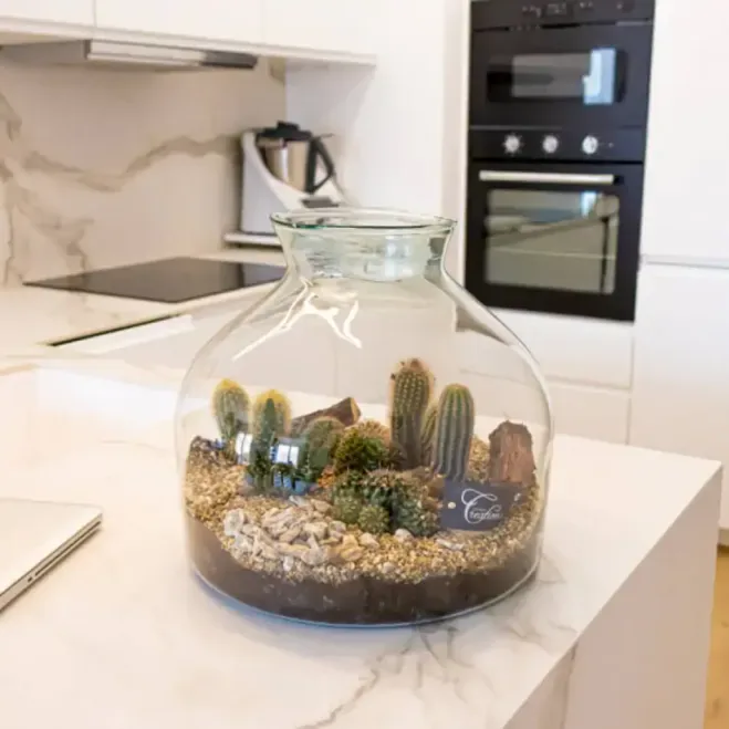 Comprar Terrario Tabernas en Barcelona | Terrarios de Plantas