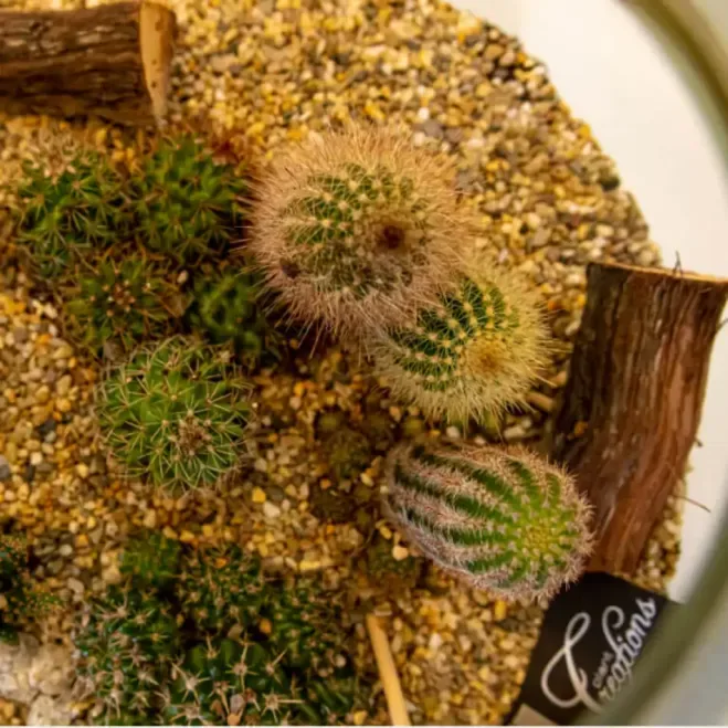 Comprar Terrario Tabernas en Barcelona | Terrarios de Plantas